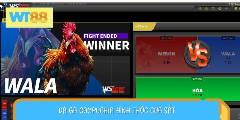 Mỗi trận cựa sắt thường không kéo dài quá 10 phút