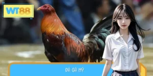 Đá Gà Mỹ - Hướng Dẫn Nhận Biết Các Dòng Chiến Kê Mạnh Mẽ