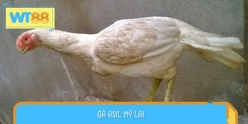 Gà Asil Mỹ lai được lai tạo giữa Asil Ấn Độ và các giống gà Mỹ nổi tiếng