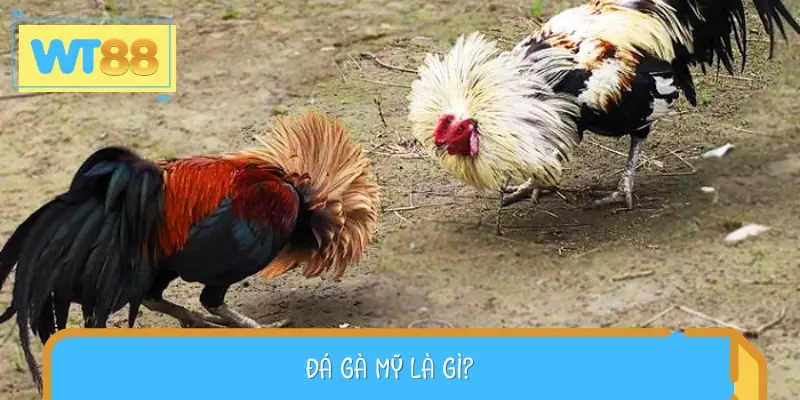 Đá gà Mỹ là loại hình giải trí phổ biến từ rất lâu trước đây