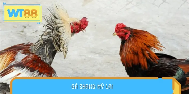 Gà Shamo Mỹ lai được lai tạo từ gà Nhật Bản Shamo