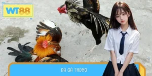 Đá Gà Thomo - Trường Đấu Khốc Liệt Cho Các Chiến Kê Máu Lửa