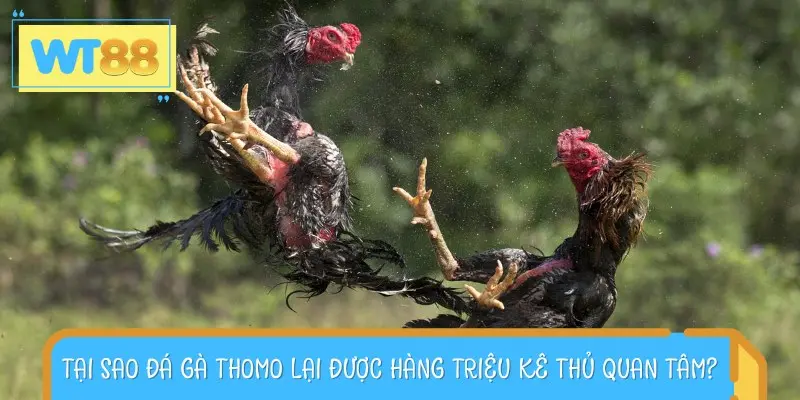 Những lý do khiến đá gà Thomo luôn là sự lựa chọn ưu tiên của kê thủ