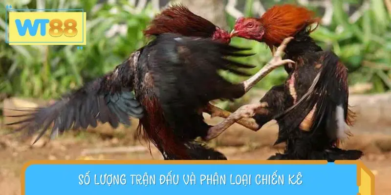 Quy định về việc phân loại các hạng gà mà ai cũng cần ghi nhớ