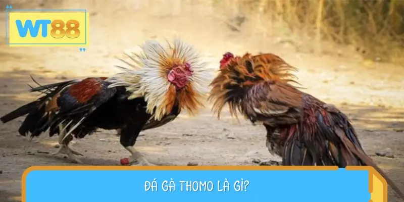 Đá gà Thomo là loại hình thi đấu quen thuộc nằm ngay tại cửa khẩu Mộc Bài